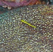 Elacatinus randalli