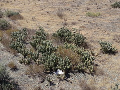 Tephrocactus articulatus