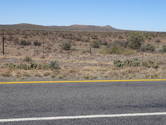 Tephrocactus articulatus