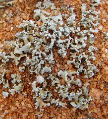 Siphula coriacea
