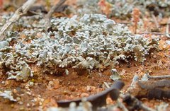 Siphula coriacea