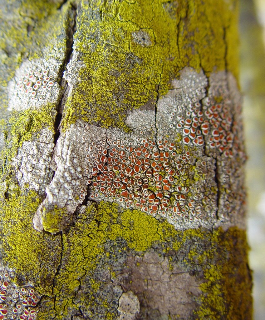 Haematomma eremaeum