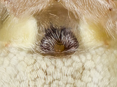 Cheiracanthium virescens