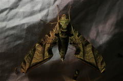 Protambulyx euryalus