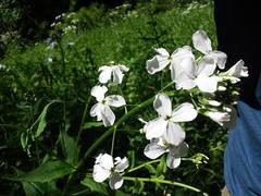 Hesperis matronalis candida