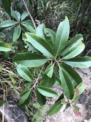 Ilex tugitakayamensis