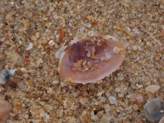 Mactra pusilla
