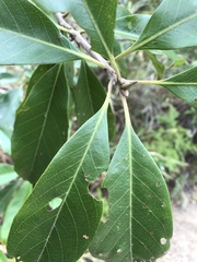 Ilex tugitakayamensis