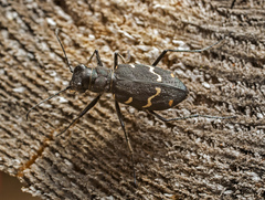Cicindela sylvatica