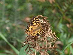 Heteronympha paradelpha