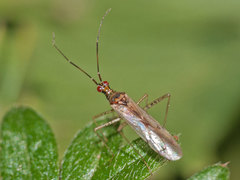 Dicyphus hyalinipennis