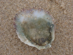 Spondylus nicobaricus