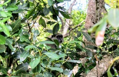 Cercopithecus mitis erythrarchus