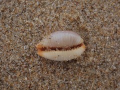 Staphylaea staphylaea