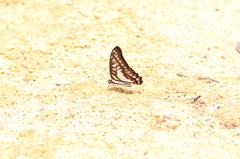 Graphium evemon eventus