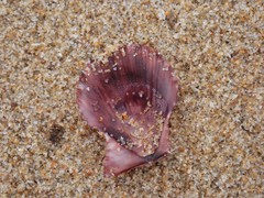 Mimachlamys gloriosa