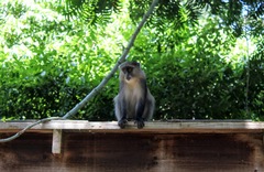 Cercopithecus mitis erythrarchus