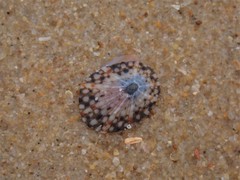 Cellana radiata