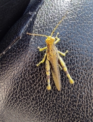 Pirithoicus ophthalmicus