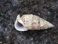 Rhinoclavis sinensis