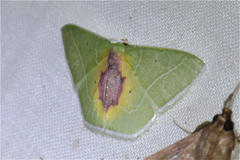Nemoria astraea