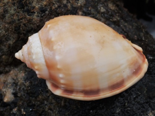 Phalium bandatum (Perry, 1811)