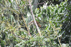 Callosciurus notatus