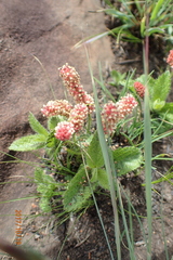 Acalypha peduncularis