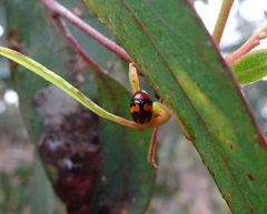 Ditropidus pulchellus