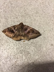 Bastilla arcuata