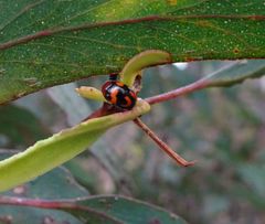 Ditropidus pulchellus