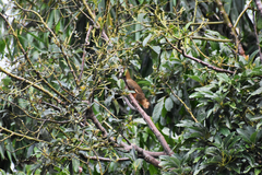 Callosciurus notatus