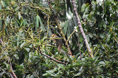 Callosciurus notatus