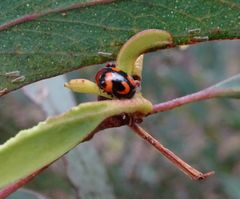 Ditropidus pulchellus