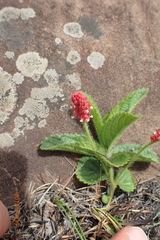 Acalypha peduncularis