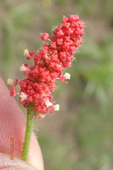 Acalypha peduncularis