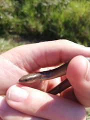 Chalcides chalcides