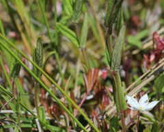 Scutellaria yezoensis