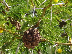 Cephalotelium macowanianum
