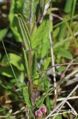 Scutellaria yezoensis