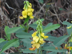 Crotalaria pallida