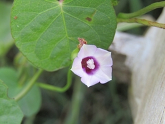 Ipomoea grandifolia