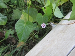 Ipomoea grandifolia
