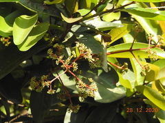 Ixora brachiata