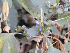 Strobilanthes pavala