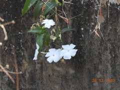 Thunbergia fragrans