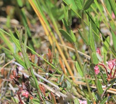 Scutellaria yezoensis