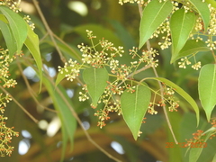 Olea dioica