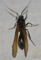 Pseudosphex ichneumonea