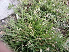 Poa annua